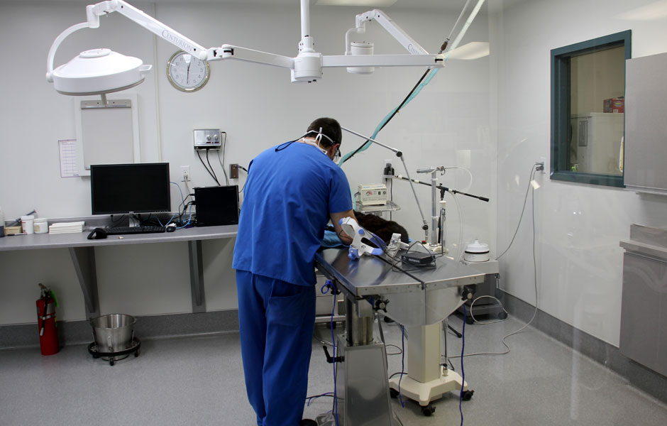 The Animal Medical Centre Edmonton - Surgery Room The Animal Medical Centre Edmonton - Surgery Room